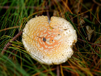 _C7A6411_DxO