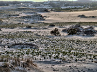 Sand Dunes in N. Truro 1