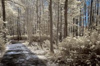 Cypress Gardens 5