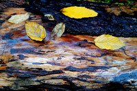 _7R33252_DxO