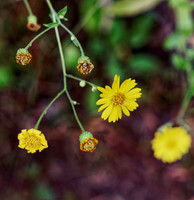_C7A6396_DxO
