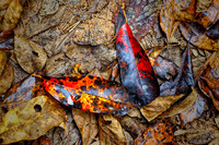 _C7A6430_Nik_Nik_DxO