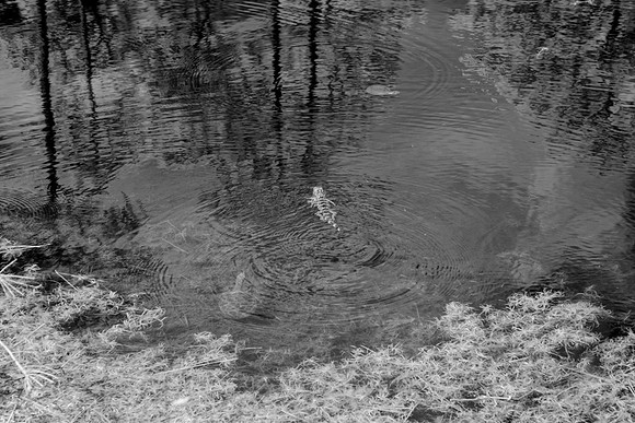 _C7A0599_Nik_DxO2