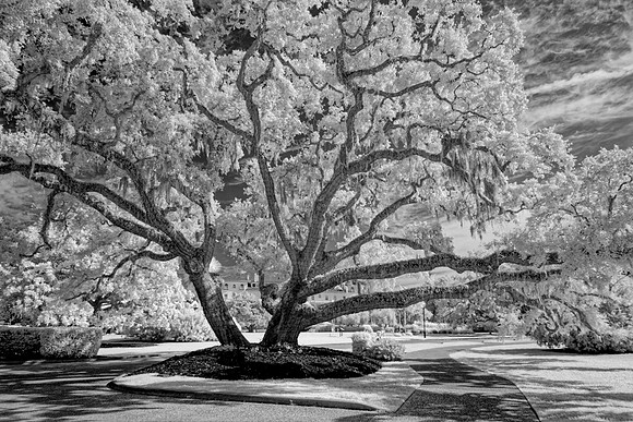 _C7A0662_DxO2