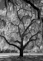 _C7A0682_DxO2