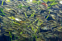 _MG_3946-Edit