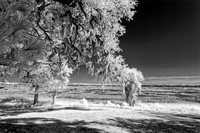 _C7A1090_Nik_Nik_DxO