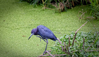 _B7A8444_DxO2