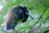 _B7A8372_Nik_DxO2