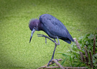 _B7A8446_DxO2