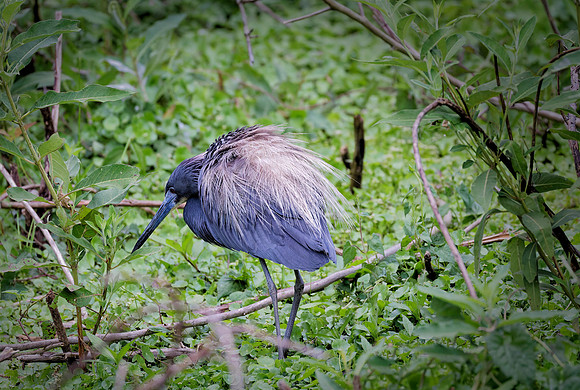 _B7A8451_DxO2