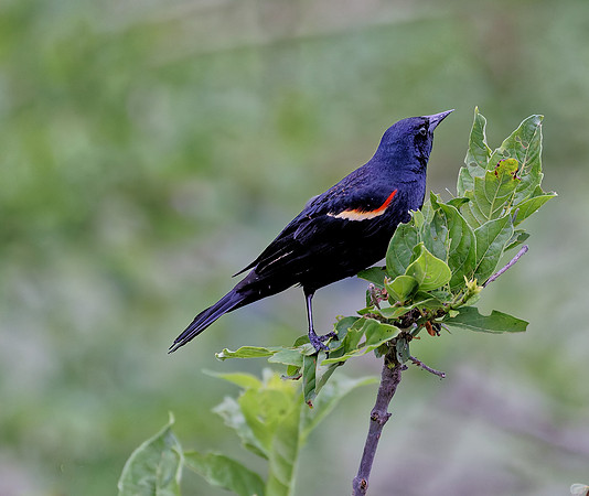 _B7A8507_DxO