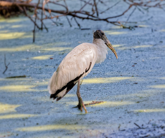 _B7A8819_DxO