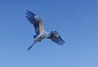 Cypress Wetlands 25-Apr-26