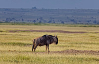_C7A8832_DxO