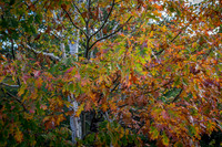 _MG_0211