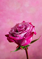 _C7A2566_DxO