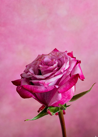 _C7A2566_DxO