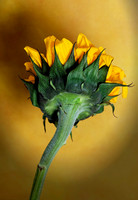 _C7A2564_Nik_DxO