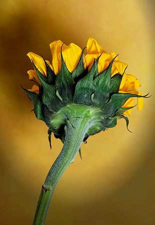 _C7A2564_Nik_DxO