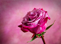 _C7A2568_Nik_DxO