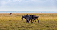 _C7A9021_Nik-1_DxO