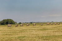 _C7A8935_DxO