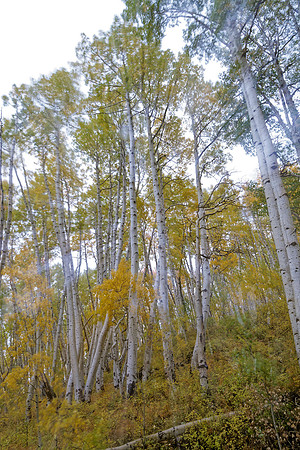 _C7A6312_DxO