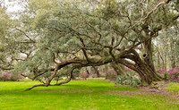 _C7A8055_Nik_DxO2