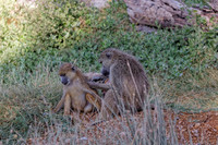 _C7A9075_DxO
