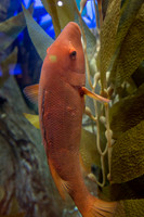 _MG_3920