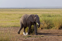 _C7A8730_DxO