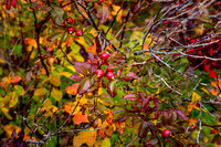 _MG_0366