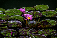 _MG_9648-Edit