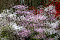 _C7A1724_DxO