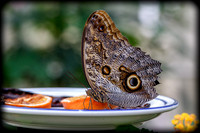 IMG_2079-Edit