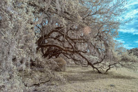 Magnolia Gardens 2