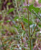 _C7A6452_DxO