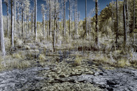Cypress Gardens 1