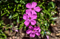 Wellfleet Bay Wildlife Sanctuary 2