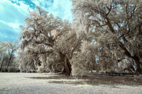 Magnolia Gardens 3