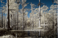 Cypress Gardens 2