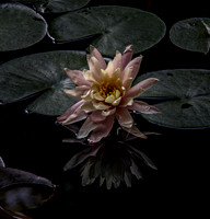 _MG_9655-Edit