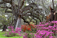 _C7A1582_DxO