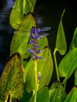 _MG_9587-Edit
