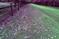 _MG_1206-Edit_DxO