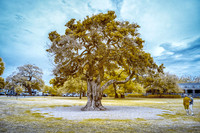 _IR71559-Edit-2