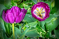 _DSC1314-Edit