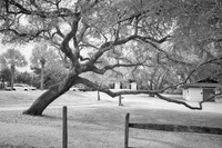 _IR71541-Edit-2