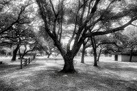 _IR71536-Edit-Edit_DxO